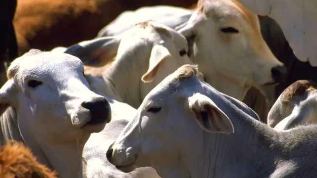 EE.UU. autoriza uso de emergencia de medicamentos veterinarios por plaga del gusano barrenador