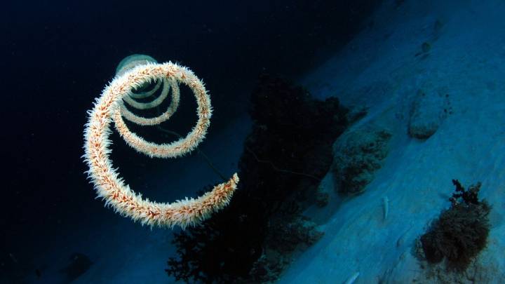 Descubren más de 300 cañones submarinos ocultos bajo el hielo de la Antártida