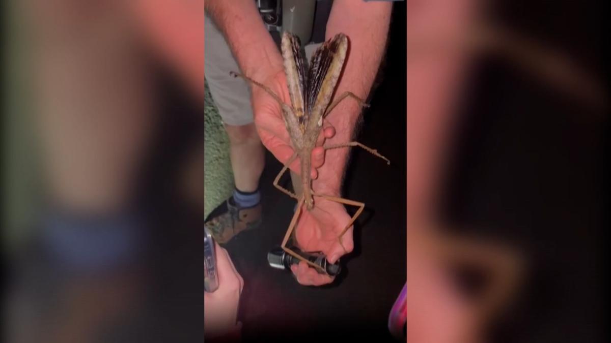 Descubren el insecto más pesado de Australia, con 44 gramos, como una pelota de golf