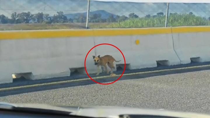 Abandoned Dog Rescued From Busy Highway Finally Experiences Love In Rescuers’ Arms