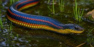 Cómo es la víbora arcoíris, el reptil iridiscente que intriga a científicos