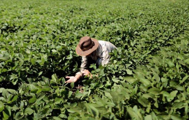 Trump insta a China a cuadruplicar los pedidos de soja antes de que expire tregua arancelaria