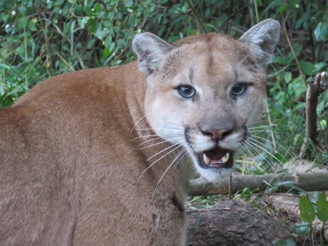 Cougar attacks mountain biker in Garibaldi park near Squamish