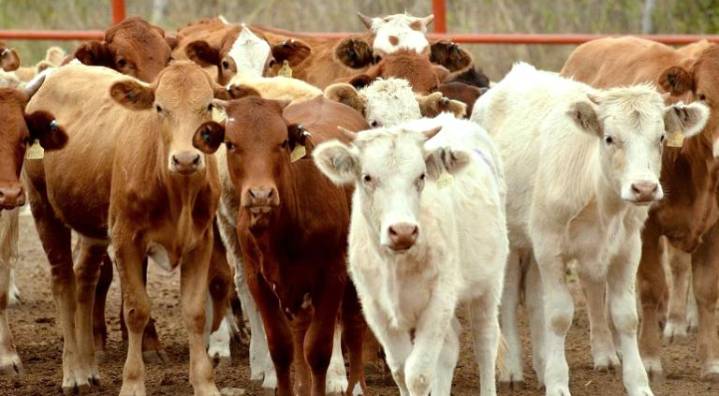 Creció ganadería en 2024; 7% más producción pecuaria en el estado
