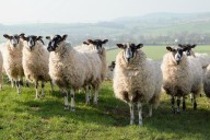 Bluetongue: latest situation