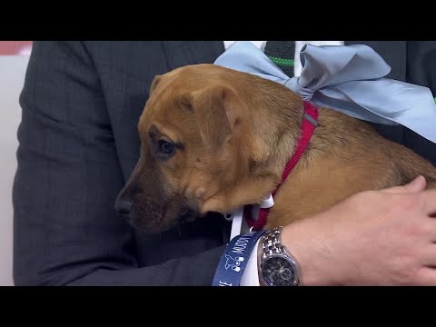 How Clear the Shelters Is Helping Adorable Pets Get Adopted
