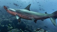 Denuncian traslado ilegal de 12 toneladas de aletas de tiburón en Costa Rica bajo figura de ‘reexportación’