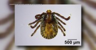 A new tick species, the Asian Longhorn tick, has been discovered in Maine