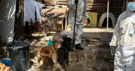 Denuncian omisiones de la fiscalía en rescate de animales