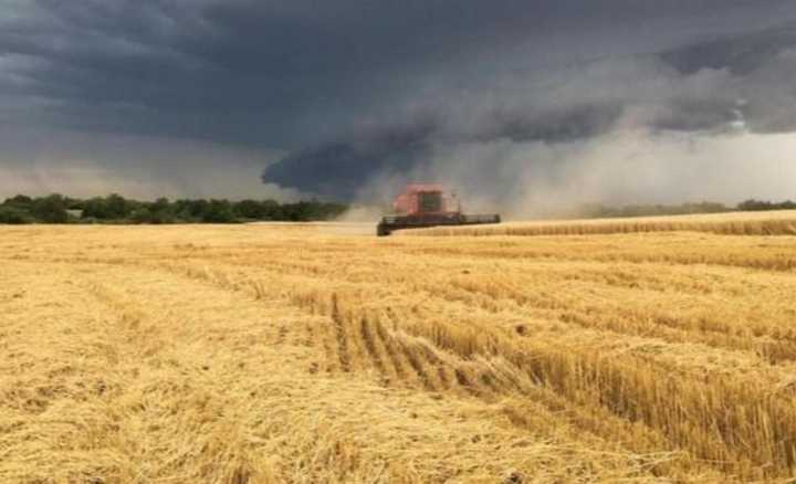 Tormenta de Santa Rosa: la lluvia pone en riesgo el trigo y el maíz