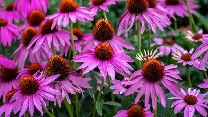 Growing Coneflowers? Here's How Gravel Can Help Them Thrive