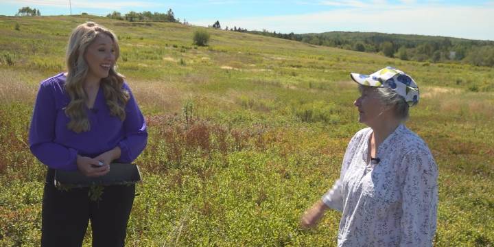 My Maine Takes: Wild Blueberries