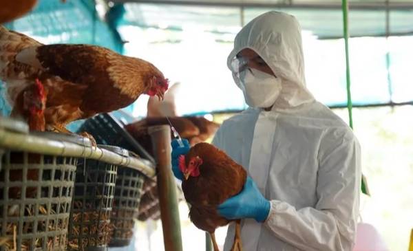 Gripe aviar: suspenden las exportaciones avícolas tras detectarse un nuevo caso