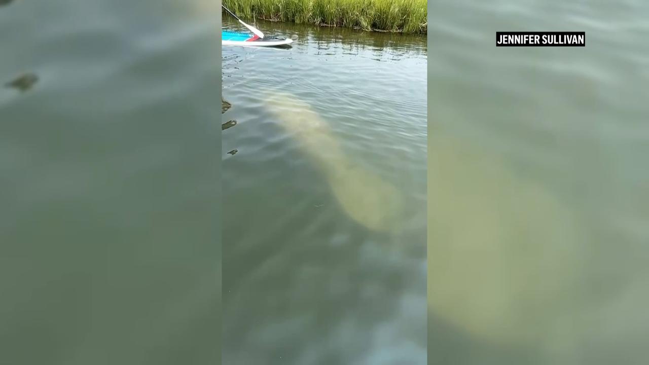 Scientists standing by to rescue rare manatee sighted in cold New England waters