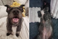Dog Rescued After Being Dumped by Roadside Wins 'Pet of the Week'