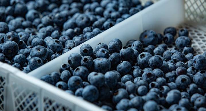 Más exportación de arándanos, pero menos rentabilidad: así inició la campaña