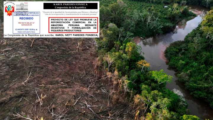 Congreso propone ley de reforestación