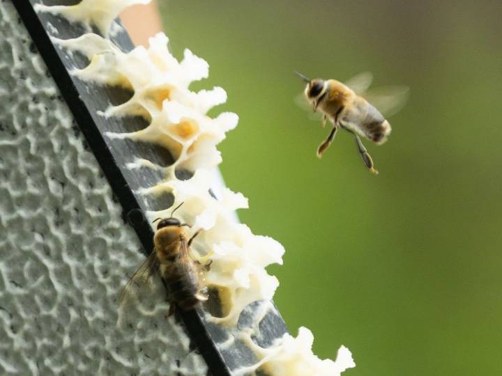Honeybees are swarming. Here's what you should know about them