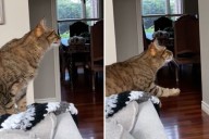 Cat Grieving Passing of Doggy Sibling Can't Stop Looking at His Picture