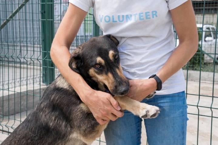 Una nueva iniciativa ayuda a que los animales de los refugios encuentren un hogar más rápido
