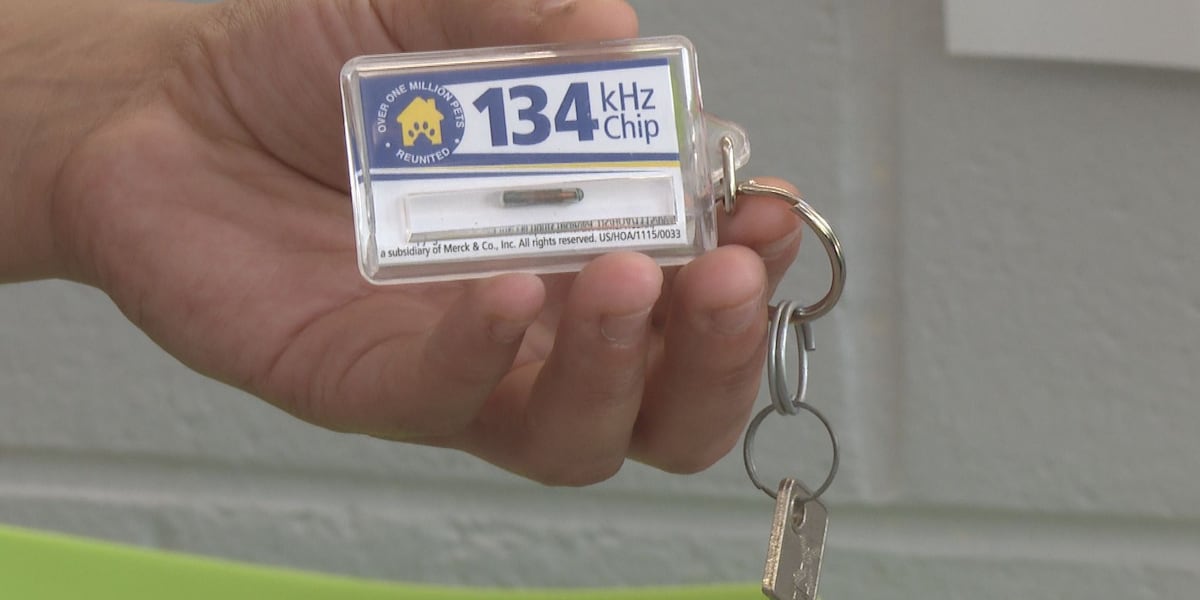 Woman reunited with cat 7 weeks later due to microchip