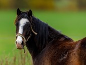 Woman donates daughter’s pony to zoo to be fed to lions
