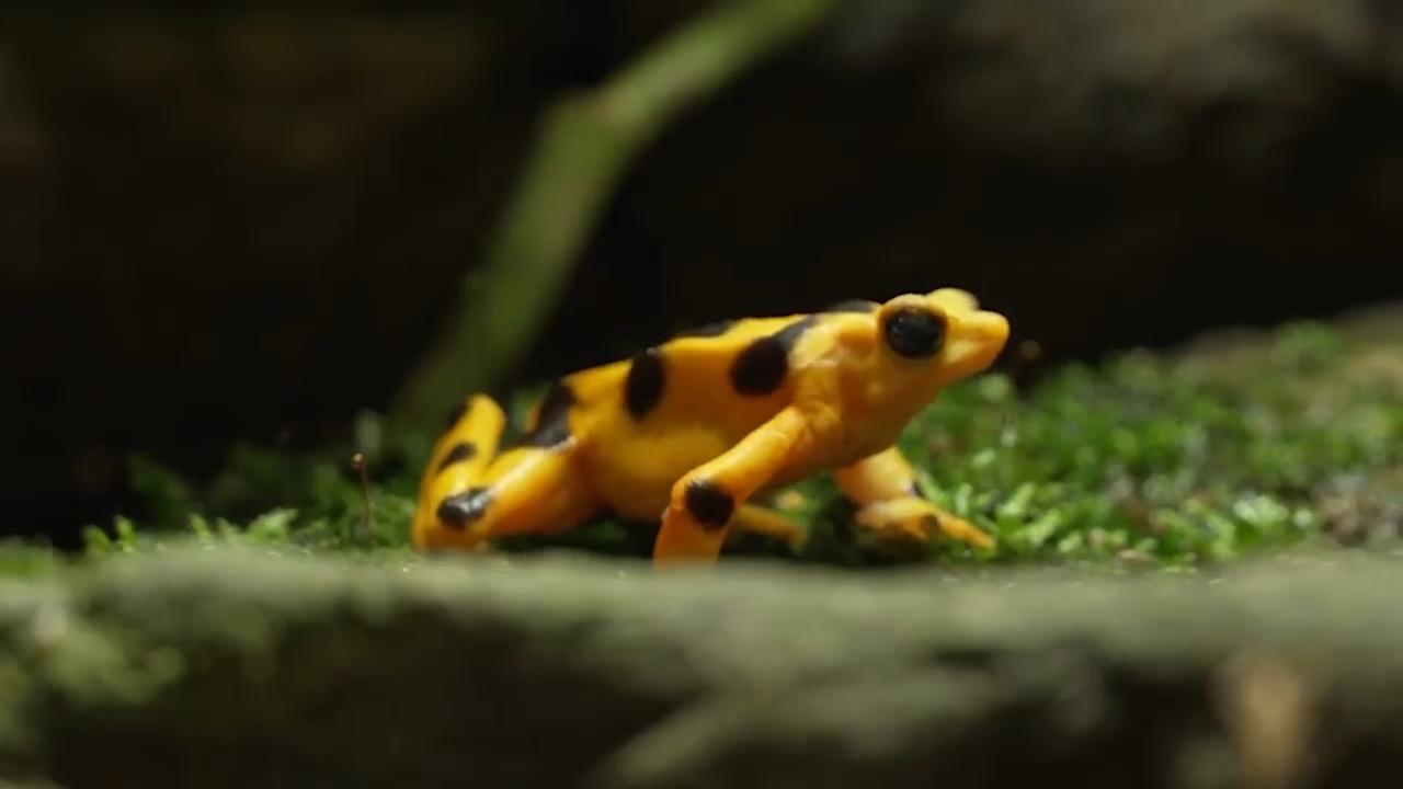 Brookfield Zoo celebrates Panamanian Golden Frog Day, raises conservation awareness