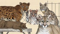 Sin salida: la irreversible realidad de los felinos que son rescatados del tráfico de animales