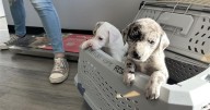 Kentucky nonprofit rescues puppies while trying to address overpopulation