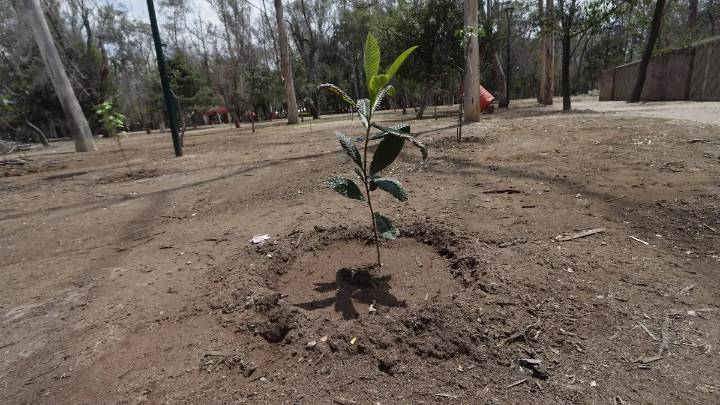 Preparan jornada de reforestación en el Parque de Morales