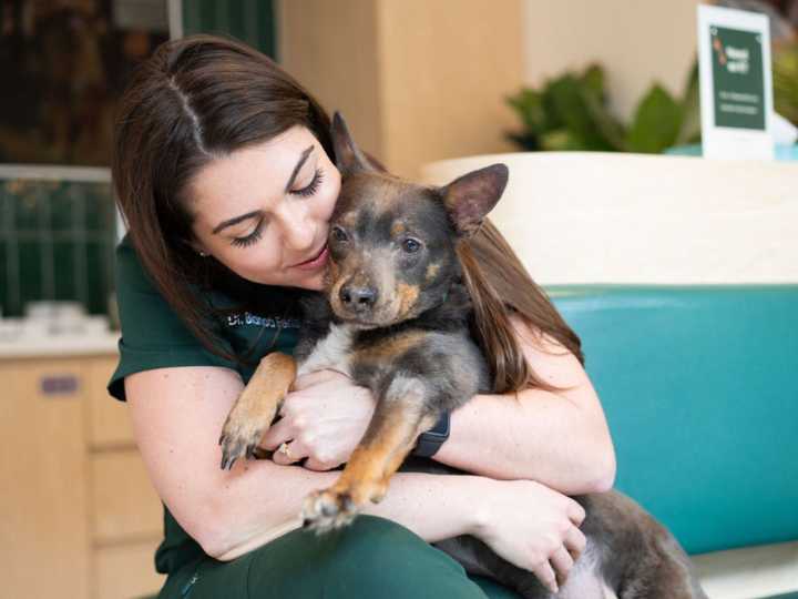 Summer pet safety tips: Vet answers common questions