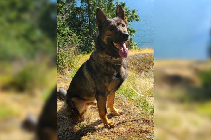 Police dog injured in Surrey arrest