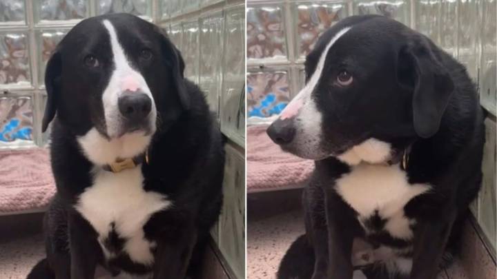 Heartbroken Dog From Pennsylvania Struggled To Understand Why His Family Left Him After 8 Years