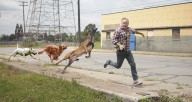 Mental Health Walk Turns to Mental Health Sprint Thanks to Pack of Rabid Dogs