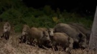 Vídeo: una piara de jabalíes, de paseo nocturno por Gijón
