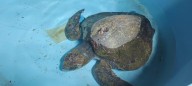 Trabajo coordinado de Sernapesca permitió el rescate de fauna marina protegida en Atacama