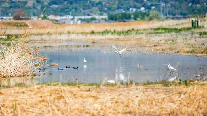 Utah legislators could revisit new law requiring licenses at 30 wildlife management areas