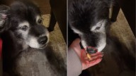 Tennessee Dog Got To Eat Leftovers Again But The Reason Is Heartbreaking