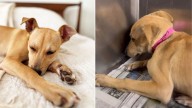 California Shelter Workers Discovered A Terrified Puppy Curled Up In Her Kennel Corner