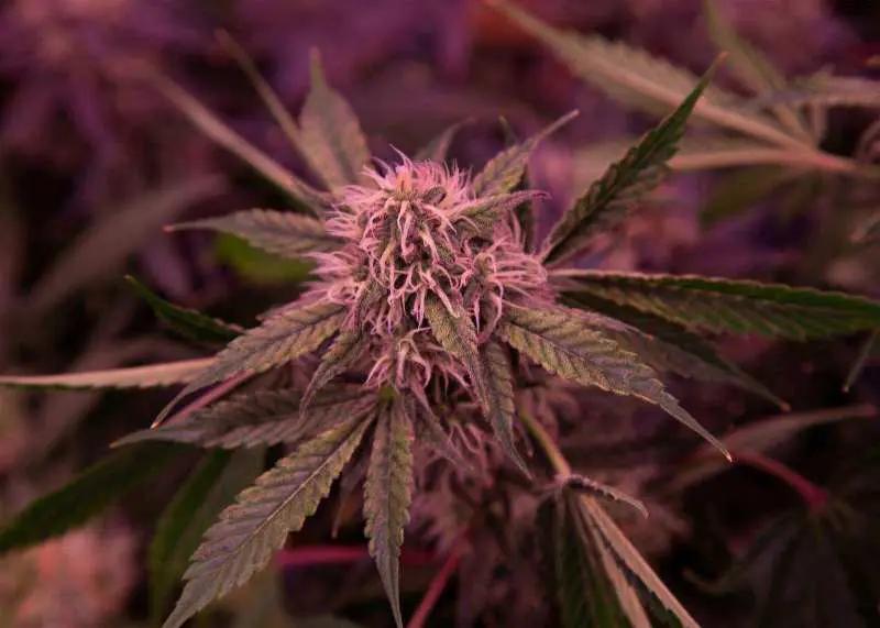 Gov. Meyer vetoes bill to relax marijuana zoning