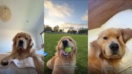 'Zebby' nos muestra cómo es su día siendo un golden retriever mimado