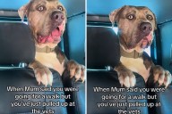 Hysterics at Dog's Reaction To Realizing They Are Heading to Vets, Not Walk