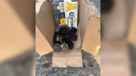 Shock As Shoppers Witness Owner Dumping A Box Of Furry Babies At California Home Depot Parking Lot