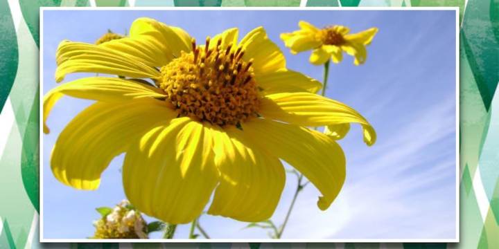 Cuáles son las propiedades curativas de la flor de acahual