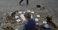 Cubanos hacen malabares para dar comida y refugio a animales callejeros en medio de la crisis