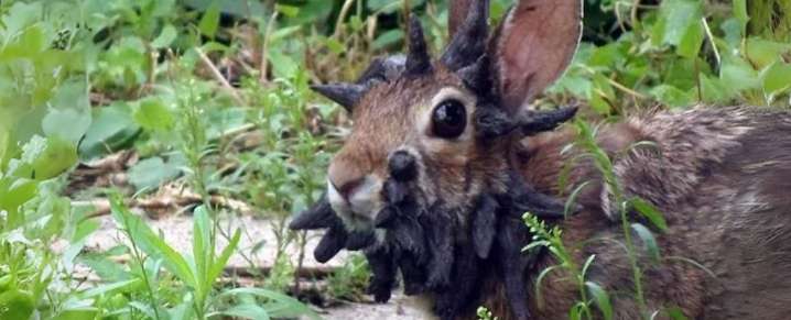 Wild Rabbits in US Show Startling 'Tentacle' Growths on Their Heads