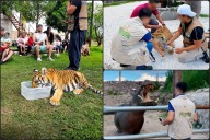 Asegura Profepa un tigre de bengala y un hipopótamo utilizados como atracciones en un balneario de Hidalgo