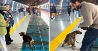 Perrito ‘bautiza’ nuevo Puente de la Paz de Miraflores a pocas horas de su inauguración: “A lo que yo vine fue a esto”
