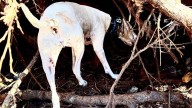Knoxville K-9 and handler search for missing camper in Texas floods