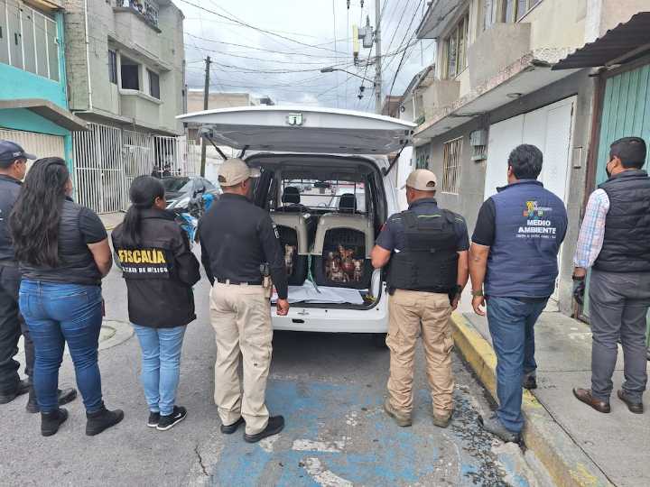 Fueron rescatados 36 canes en Metepec tras denuncia de maltrato